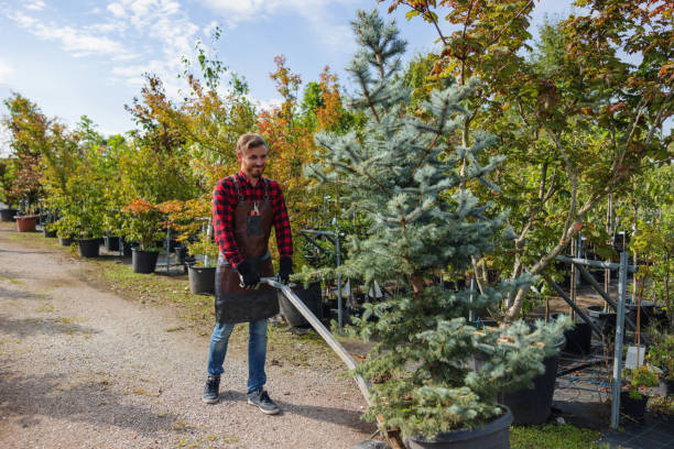 Best Tree Disease Treatment  in Union Hill Novelty Hill, WA